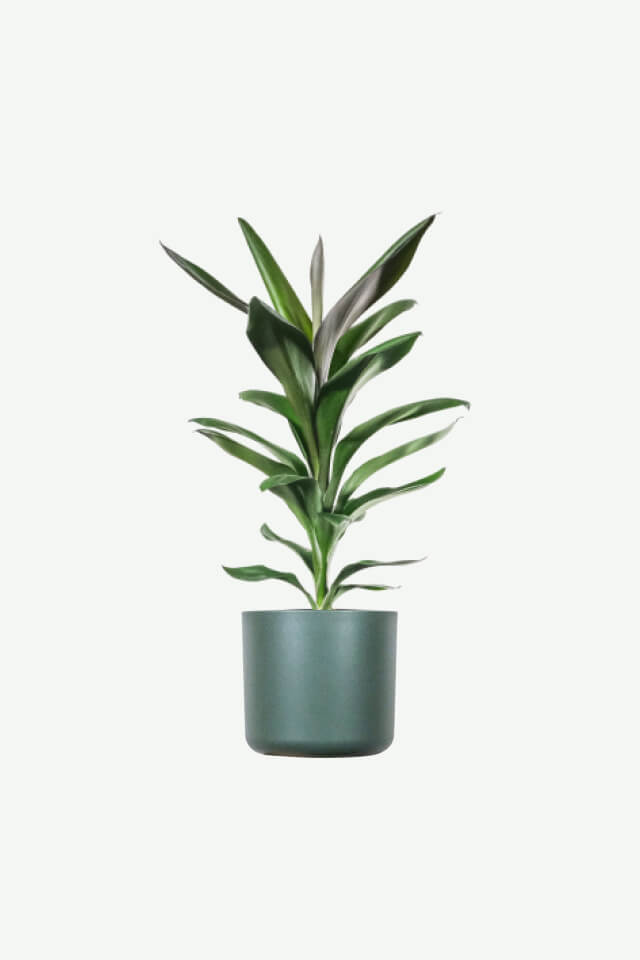 plants-ecommerce-product-featured-img-20 Dracaena Lisa