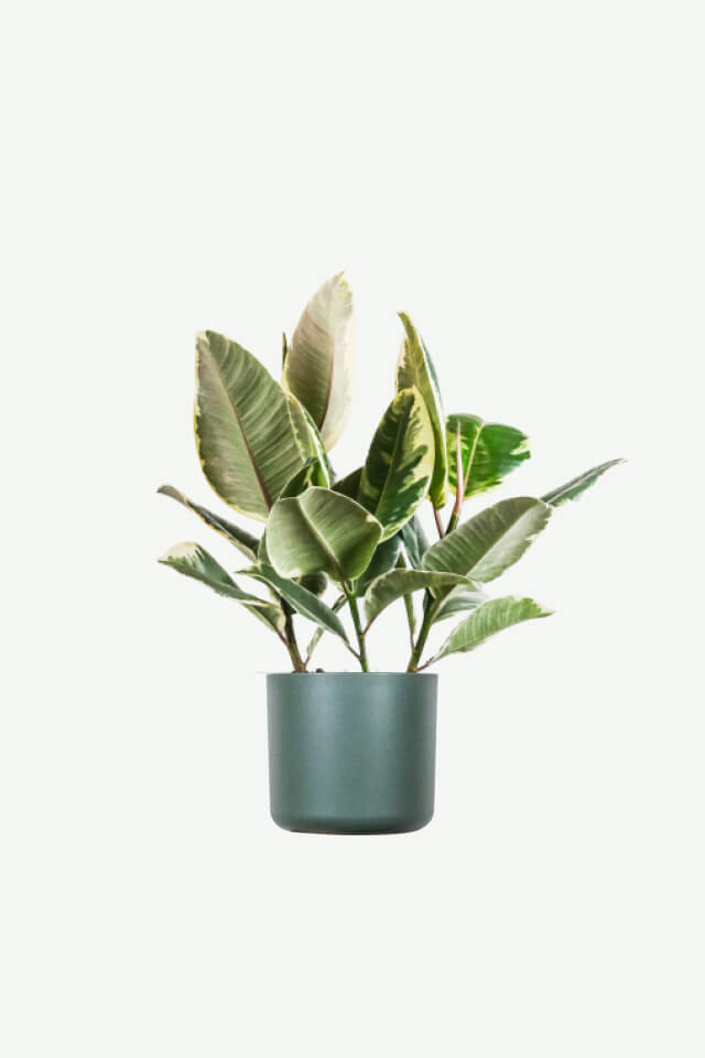 plants-ecommerce-product-featured-img-7 Calathea Beauty Star