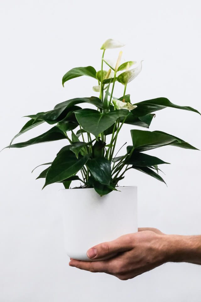 plants-shop-product-gallery-img-1 Golden Pothos Pole - Image 2